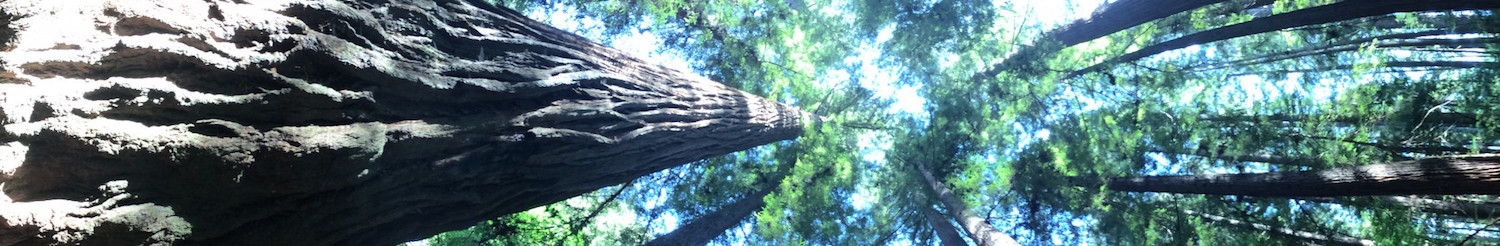 UC Santa Cruz Forest Ecology Research Plot